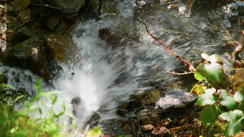 Top-Down View of Mountain Stream Flowing Powerfully Among Stones and Plants Stock Footage 320216054