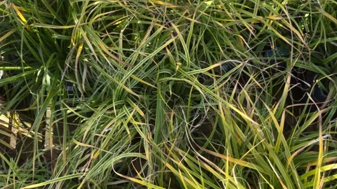 Top-down view movement of grasses-panning shot Stock Footage 254447911