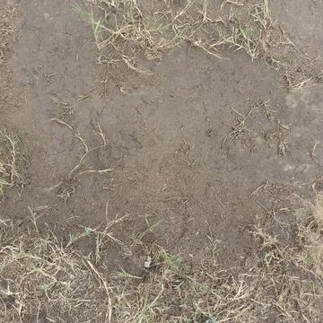 Top down view of muddy brown dirt ground with sparse patches green grass Fotos de archivo