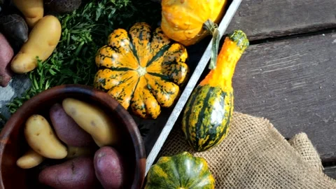 Top down view of multicolored carrots, fingerling Potatoes and Pumpkins in Autum Stock Footage 165351647