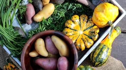 Top down view of multicolored carrots, fingerling Potatoes and Pumpkins in Autum Stock Footage 165351662