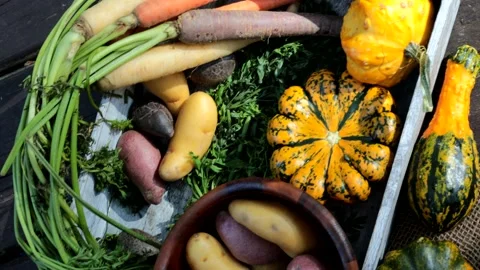 Top down view of multicolored carrots, fingerling Potatoes and Pumpkins in Autum Stock Footage 165351708