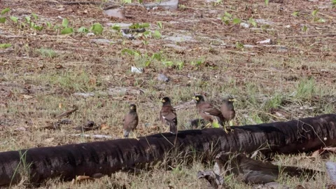 Top-Down View of Mynas on Fallen Palm Trunk Stock Footage 340507067