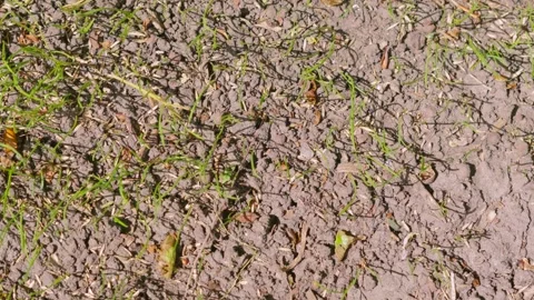 Top Down View of New Growing Green Grass Rising Out of Dry, Cracked Soil Stock Footage 335988840