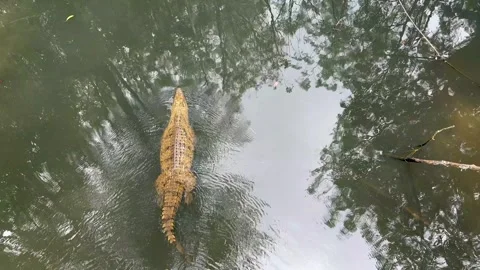 Top down view of Nile crocodile (Crocodylus niloticus) swimming in the water 動画素材 328565460