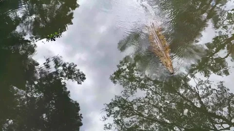 Top down view of Nile crocodile (Crocodylus niloticus) swimming in the river 動画素材 328565489