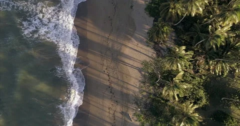 Top down view of the ocean foamy waves rolling on the sandy seashore overgrown Stock Footage 229482658