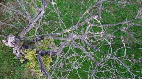 A top-down view of old, dry branches and an ancient tree Stock Footage 291594040