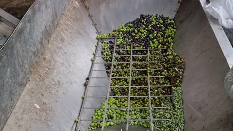 Top-Down View of Olives Entering Hopper During Olive Oil Production Stock Footage 320831152