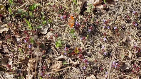 Top-down view of an orange-brown butterfly with eye spots resting Video stock 335154842