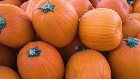 Top down view of orange pumpkins spread across dry grass in a pumpkin patch Stock-Footage 347992192
