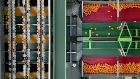 Top-Down View of Oranges on Sorting Lines in a High-Tech Facility Stock Footage 337491901