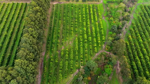 Top-Down View of Orchard Plots Divided by Tree Lines Stock Footage 346318542