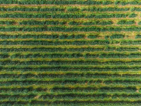 Top-down view of orchards with apple trees. Beautiful regular lines of fresh  Photos