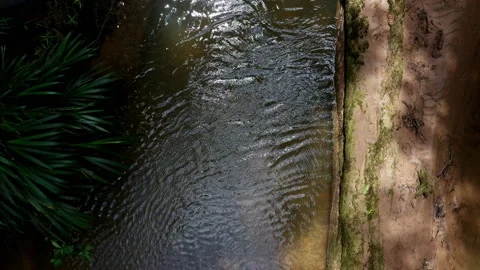 Top down view over the dark water in a tropical stream with a fallen tree Stock Footage 234960429