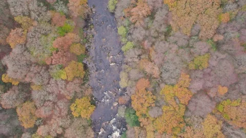 Top Down view over River Dart and forest from a drone in autumn colours Video stock 165500577