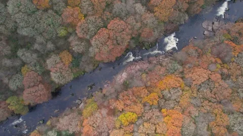 Top Down view over River Dart and forest from a drone in autumn colours Stock Footage 165514348