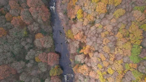 Top Down view over River Dart and forest from a drone in autumn colours Stock Footage 165514367