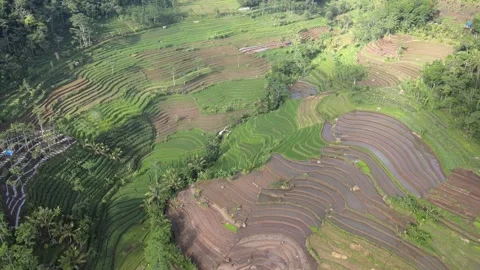 Top Down View on Paddy Field 스톡 동영상 146695446