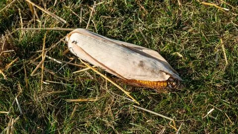 Top-Down View of Partially Opened Rotted Corn Husk with Fly on Grass 库存照片