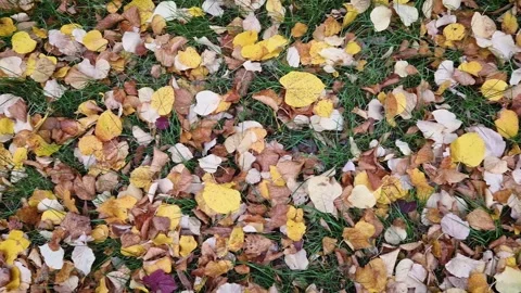Top-down view of a patch of green grass covered with a dense carpet of fallen au Stock Footage 319336475