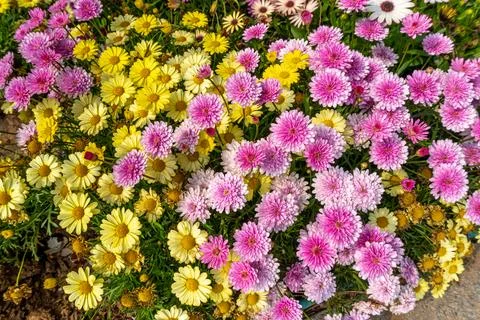 A top down view of a patch of hybrid pink African daisy flowers Stock Photos