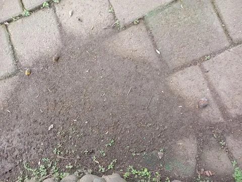 Top down view of patchy dirt stain and small weeds between weathered square.. Stock Photos