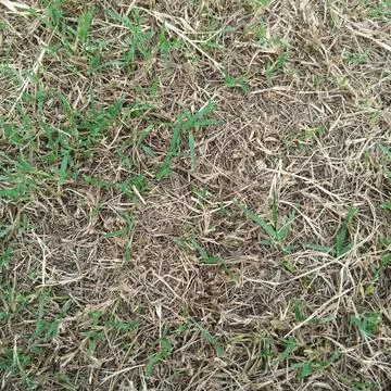 Top down view patchy dry yellow grass parched cracked earth soil Stock Photos