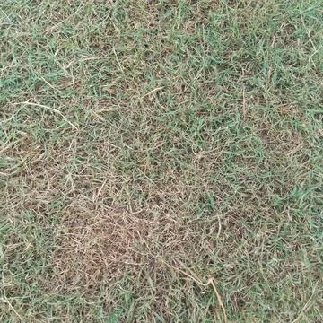 Top down view of patchy outdoor lawn showing green grass and dry stalks 写真素材