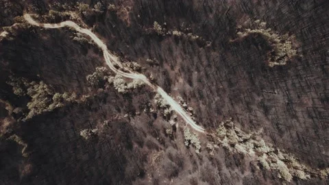 Top down view of path surrounded by many burnt trees. Stock Footage 159602332