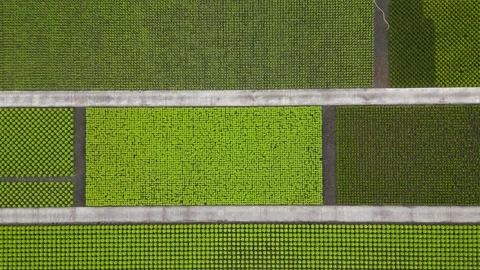 Top down view of pattern of small plants in the field in Netherlands countr.. Video stock 250046994
