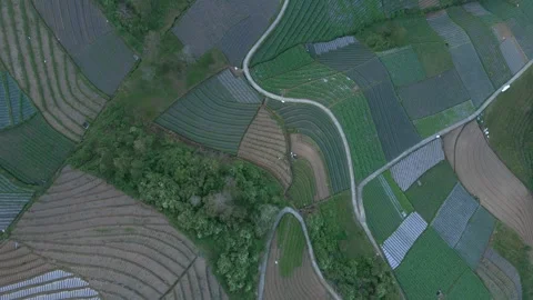 Top down view pattern of vegetable plantation, Indonesia - Aerial drone Stock Footage 252055245