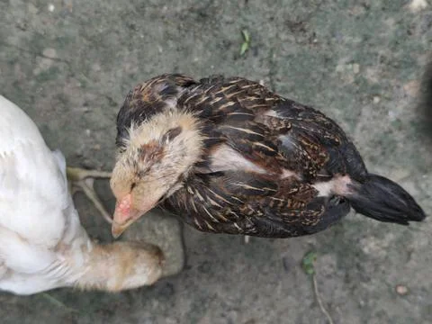Top-down View of a Patterned Chicken Preening on Rural Ground Foto stock