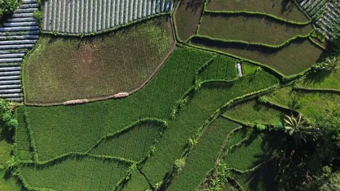 Top-down view of patterned rice fields and vegetable farms in Semayu Stock Footage 307285323