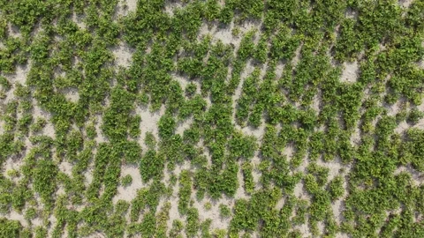 Top Down View of Peanut Crop Rows Stock Footage 334802794
