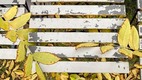 Top-down view of peeling white metal slats with bright yellow autumn leaves.. Stock Photos