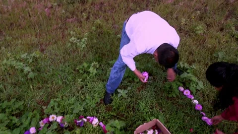 Top Down View of Person Arranging Flower Pattern on Grass During Cultural Stock Footage 338132834
