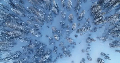 Top down view of Pine Forest in the Alps. Aerial Landscape of Trees under Snow Stock Footage 150081459