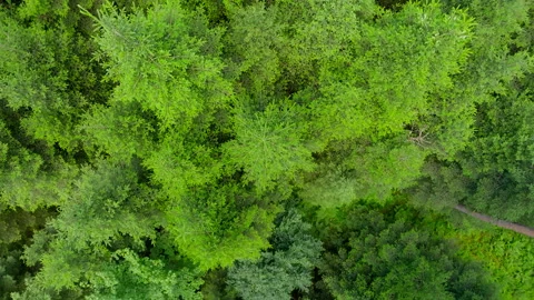 Top-down view of a pine tree in the forest Stock Footage 316068637