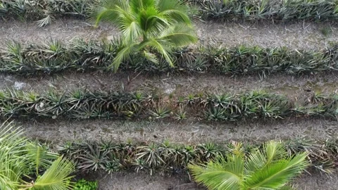 Top down view pineapple and young oil palm tree Stock Footage 161098746