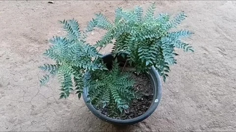 Top Down View of Potted Medicinal Curry Leaf Plant Vídeo Stock 339670428