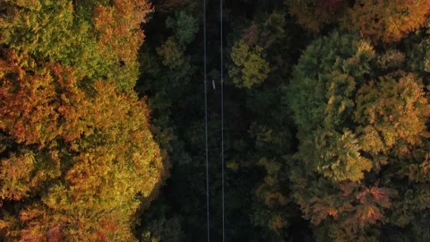 Top down view on power lines in autumn forest Stock Footage 166079574