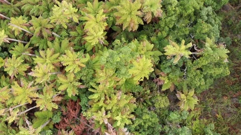 Top-down View / Prehistoric Forest Stock Footage 130509664