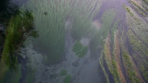 Top down view of the pristine Te Waihou Bue Spring in New Zealand Stock Footage 94837109