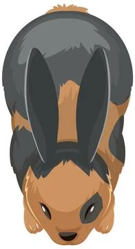 Top-Down View of a Rabbit Stock Illustration