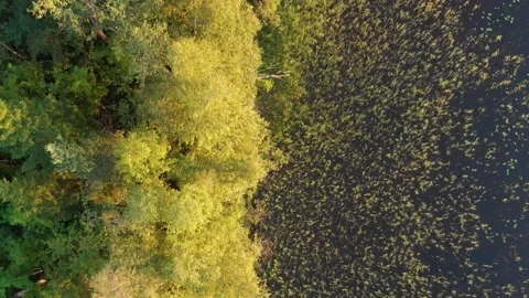 Top down view to the reeds. Flying over summer shore Stock Footage 134801607