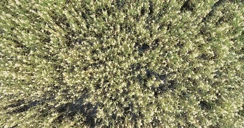 Top down view reeds growing in the water Stock Footage 117353711