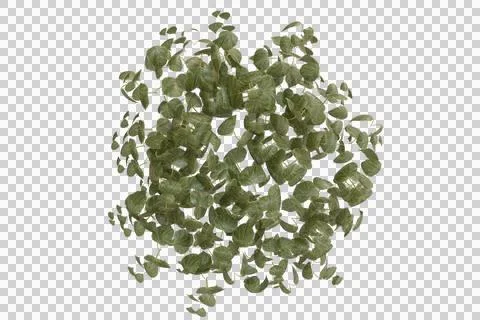 A top-down view reveals a dense, round cluster of foliage, primarily compos Stock Illustration