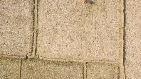 Top-down view of rice fields and cattle grazing on a sunny day in rural Asia Stock Footage 119701390