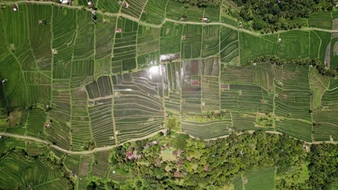 Top-down view of rice paddy from height, panning camera motion Stock Footage 238901762